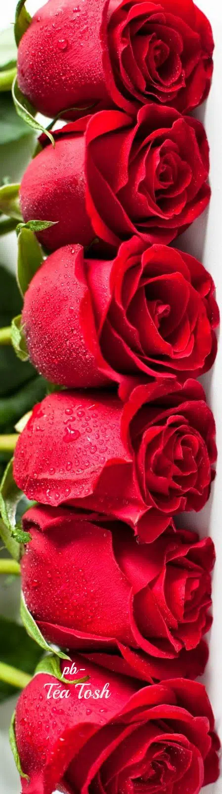 449X1600 Photo Black Jack Manga en 8K pour Ordi 100% Gratuit ID : 258957047304583213 | Fond-Ecran-Manga.fr